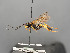  ( - BC-ZSM-HYM-30226-F01)  @11 [ ] CreativeCommons - Attribution Non-Commercial Share-Alike (2018) SNSB, Staatliche Naturwissenschaftliche Sammlungen Bayerns ZSM (SNSB, Zoologische Staatssammlung Muenchen)