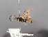  (Hybophorellus - BC-ZSM-HYM-30226-G07)  @14 [ ] CreativeCommons - Attribution Non-Commercial Share-Alike (2018) SNSB, Staatliche Naturwissenschaftliche Sammlungen Bayerns ZSM (SNSB, Zoologische Staatssammlung Muenchen)