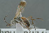  ( - BC-ZSM-HYM-30229-B01)  @11 [ ] CreativeCommons - Attribution Non-Commercial Share-Alike (2019) SNSB, Staatliche Naturwissenschaftliche Sammlungen Bayerns ZSM (SNSB, Zoologische Staatssammlung Muenchen)