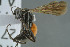  ( - BC-ZSM-HYM-30229-B05)  @12 [ ] CreativeCommons - Attribution Non-Commercial Share-Alike (2019) SNSB, Staatliche Naturwissenschaftliche Sammlungen Bayerns ZSM (SNSB, Zoologische Staatssammlung Muenchen)