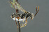  ( - BC-ZSM-HYM-30229-C03)  @11 [ ] CreativeCommons - Attribution Non-Commercial Share-Alike (2019) SNSB, Staatliche Naturwissenschaftliche Sammlungen Bayerns ZSM (SNSB, Zoologische Staatssammlung Muenchen)