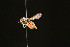  ( - BC-ZSM-HYM-30268-A01)  @11 [ ] CreativeCommons - Attribution Non-Commercial Share-Alike (2020) SNSB, Staatliche Naturwissenschaftliche Sammlungen Bayerns ZSM (SNSB, Zoologische Staatssammlung Muenchen)