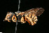  ( - BC-ZSM-HYM-30268-A02)  @11 [ ] CreativeCommons - Attribution Non-Commercial Share-Alike (2020) SNSB, Staatliche Naturwissenschaftliche Sammlungen Bayerns ZSM (SNSB, Zoologische Staatssammlung Muenchen)