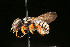  ( - BC-ZSM-HYM-30268-A03)  @11 [ ] CreativeCommons - Attribution Non-Commercial Share-Alike (2020) SNSB, Staatliche Naturwissenschaftliche Sammlungen Bayerns ZSM (SNSB, Zoologische Staatssammlung Muenchen)