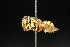  ( - BC-ZSM-HYM-30268-A05)  @11 [ ] CreativeCommons - Attribution Non-Commercial Share-Alike (2020) SNSB, Staatliche Naturwissenschaftliche Sammlungen Bayerns ZSM (SNSB, Zoologische Staatssammlung Muenchen)
