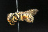  ( - BC-ZSM-HYM-30268-A06)  @11 [ ] CreativeCommons - Attribution Non-Commercial Share-Alike (2020) SNSB, Staatliche Naturwissenschaftliche Sammlungen Bayerns ZSM (SNSB, Zoologische Staatssammlung Muenchen)