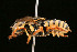  ( - BC-ZSM-HYM-30268-C04)  @11 [ ] CreativeCommons - Attribution Non-Commercial Share-Alike (2020) SNSB, Staatliche Naturwissenschaftliche Sammlungen Bayerns ZSM (SNSB, Zoologische Staatssammlung Muenchen)