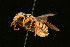  ( - BC-ZSM-HYM-30268-C05)  @11 [ ] CreativeCommons - Attribution Non-Commercial Share-Alike (2020) SNSB, Staatliche Naturwissenschaftliche Sammlungen Bayerns ZSM (SNSB, Zoologische Staatssammlung Muenchen)