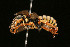  ( - BC-ZSM-HYM-30268-C06)  @11 [ ] CreativeCommons - Attribution Non-Commercial Share-Alike (2020) SNSB, Staatliche Naturwissenschaftliche Sammlungen Bayerns ZSM (SNSB, Zoologische Staatssammlung Muenchen)