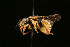  ( - BC-ZSM-HYM-30268-C08)  @11 [ ] CreativeCommons - Attribution Non-Commercial Share-Alike (2020) SNSB, Staatliche Naturwissenschaftliche Sammlungen Bayerns ZSM (SNSB, Zoologische Staatssammlung Muenchen)