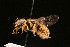  ( - BC-ZSM-HYM-30268-C09)  @11 [ ] CreativeCommons - Attribution Non-Commercial Share-Alike (2020) SNSB, Staatliche Naturwissenschaftliche Sammlungen Bayerns ZSM (SNSB, Zoologische Staatssammlung Muenchen)