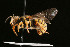  ( - BC-ZSM-HYM-30268-C10)  @11 [ ] CreativeCommons - Attribution Non-Commercial Share-Alike (2020) SNSB, Staatliche Naturwissenschaftliche Sammlungen Bayerns ZSM (SNSB, Zoologische Staatssammlung Muenchen)
