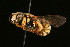  ( - BC-ZSM-HYM-30268-C11)  @11 [ ] CreativeCommons - Attribution Non-Commercial Share-Alike (2020) SNSB, Staatliche Naturwissenschaftliche Sammlungen Bayerns ZSM (SNSB, Zoologische Staatssammlung Muenchen)