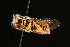  ( - BC-ZSM-HYM-30268-C12)  @11 [ ] CreativeCommons - Attribution Non-Commercial Share-Alike (2020) SNSB, Staatliche Naturwissenschaftliche Sammlungen Bayerns ZSM (SNSB, Zoologische Staatssammlung Muenchen)