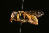  ( - BC-ZSM-HYM-30268-D01)  @11 [ ] CreativeCommons - Attribution Non-Commercial Share-Alike (2020) SNSB, Staatliche Naturwissenschaftliche Sammlungen Bayerns ZSM (SNSB, Zoologische Staatssammlung Muenchen)