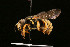  ( - BC-ZSM-HYM-30268-D02)  @11 [ ] CreativeCommons - Attribution Non-Commercial Share-Alike (2020) SNSB, Staatliche Naturwissenschaftliche Sammlungen Bayerns ZSM (SNSB, Zoologische Staatssammlung Muenchen)