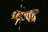  ( - BC-ZSM-HYM-30268-D03)  @11 [ ] CreativeCommons - Attribution Non-Commercial Share-Alike (2020) SNSB, Staatliche Naturwissenschaftliche Sammlungen Bayerns ZSM (SNSB, Zoologische Staatssammlung Muenchen)
