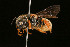  ( - BC-ZSM-HYM-30268-D12)  @11 [ ] CreativeCommons - Attribution Non-Commercial Share-Alike (2020) SNSB, Staatliche Naturwissenschaftliche Sammlungen Bayerns ZSM (SNSB, Zoologische Staatssammlung Muenchen)