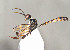  ( - BC-ZSM-HYM-30268-F08)  @11 [ ] CreativeCommons - Attribution Non-Commercial Share-Alike (2020) SNSB, Staatliche Naturwissenschaftliche Sammlungen Bayerns ZSM (SNSB, Zoologische Staatssammlung Muenchen)