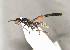  ( - BC-ZSM-HYM-30268-F11)  @11 [ ] CreativeCommons - Attribution Non-Commercial Share-Alike (2020) SNSB, Staatliche Naturwissenschaftliche Sammlungen Bayerns ZSM (SNSB, Zoologische Staatssammlung Muenchen)