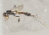  ( - BC-ZSM-HYM-30268-G08)  @11 [ ] CreativeCommons - Attribution Non-Commercial Share-Alike (2020) SNSB, Staatliche Naturwissenschaftliche Sammlungen Bayerns ZSM (SNSB, Zoologische Staatssammlung Muenchen)