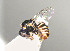  ( - BC-ZSM-HYM-30268-G10)  @11 [ ] CreativeCommons - Attribution Non-Commercial Share-Alike (2020) SNSB, Staatliche Naturwissenschaftliche Sammlungen Bayerns ZSM (SNSB, Zoologische Staatssammlung Muenchen)