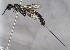  ( - BC-ZSM-HYM-30269-A05)  @11 [ ] CreativeCommons - Attribution Non-Commercial Share-Alike (2020) SNSB, Staatliche Naturwissenschaftliche Sammlungen Bayerns ZSM (SNSB, Zoologische Staatssammlung Muenchen)