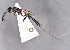  ( - BC-ZSM-HYM-30269-B01)  @11 [ ] CreativeCommons - Attribution Non-Commercial Share-Alike (2020) SNSB, Staatliche Naturwissenschaftliche Sammlungen Bayerns ZSM (SNSB, Zoologische Staatssammlung Muenchen)