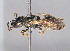  ( - BC-ZSM-HYM-30269-B07)  @11 [ ] CreativeCommons - Attribution Non-Commercial Share-Alike (2020) SNSB, Staatliche Naturwissenschaftliche Sammlungen Bayerns ZSM (SNSB, Zoologische Staatssammlung Muenchen)