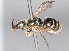  ( - BC-ZSM-HYM-30269-B09)  @11 [ ] CreativeCommons - Attribution Non-Commercial Share-Alike (2020) SNSB, Staatliche Naturwissenschaftliche Sammlungen Bayerns ZSM (SNSB, Zoologische Staatssammlung Muenchen)