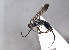  ( - BC-ZSM-HYM-30269-C03)  @13 [ ] CreativeCommons - Attribution Non-Commercial Share-Alike (2020) SNSB, Staatliche Naturwissenschaftliche Sammlungen Bayerns ZSM (SNSB, Zoologische Staatssammlung Muenchen)
