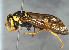  ( - BC-ZSM-HYM-30269-H03)  @14 [ ] CreativeCommons - Attribution Non-Commercial Share-Alike (2020) SNSB, Staatliche Naturwissenschaftliche Sammlungen Bayerns ZSM (SNSB, Zoologische Staatssammlung Muenchen)