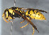  ( - BC-ZSM-HYM-30269-H04)  @14 [ ] CreativeCommons - Attribution Non-Commercial Share-Alike (2020) SNSB, Staatliche Naturwissenschaftliche Sammlungen Bayerns ZSM (SNSB, Zoologische Staatssammlung Muenchen)