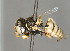  ( - BC-ZSM-HYM-30269-H07)  @11 [ ] CreativeCommons - Attribution Non-Commercial Share-Alike (2020) SNSB, Staatliche Naturwissenschaftliche Sammlungen Bayerns ZSM (SNSB, Zoologische Staatssammlung Muenchen)