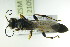  ( - BC ZSM HYM 21091)  @13 [ ] CreativeCommons - Attribution Non-Commercial Share-Alike (2014) Stefan Schmidt SNSB, Zoologische Staatssammlung Muenchen