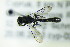  ( - BC ZSM HYM 21119)  @13 [ ] CreativeCommons - Attribution Non-Commercial Share-Alike (2014) Stefan Schmidt SNSB, Zoologische Staatssammlung Muenchen