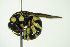  (Celonites - BC ZSM HYM 21130)  @14 [ ] CreativeCommons - Attribution Non-Commercial Share-Alike (2014) Stefan Schmidt SNSB, Zoologische Staatssammlung Muenchen