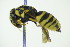  ( - BC ZSM HYM 21133)  @14 [ ] CreativeCommons - Attribution Non-Commercial Share-Alike (2014) Stefan Schmidt SNSB, Zoologische Staatssammlung Muenchen