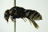  ( - BC ZSM HYM 21135)  @13 [ ] CreativeCommons - Attribution Non-Commercial Share-Alike (2014) Stefan Schmidt SNSB, Zoologische Staatssammlung Muenchen
