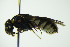  ( - BC ZSM HYM 21137)  @13 [ ] CreativeCommons - Attribution Non-Commercial Share-Alike (2014) Stefan Schmidt SNSB, Zoologische Staatssammlung Muenchen