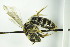  ( - BC ZSM HYM 21155)  @12 [ ] CreativeCommons - Attribution Non-Commercial Share-Alike (2014) Stefan Schmidt SNSB, Zoologische Staatssammlung Muenchen