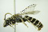  (Halictus tetrazonianellus - BC ZSM HYM 21157)  @14 [ ] CreativeCommons - Attribution Non-Commercial Share-Alike (2014) Stefan Schmidt SNSB, Zoologische Staatssammlung Muenchen
