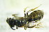  ( - BC ZSM HYM 21161)  @12 [ ] CreativeCommons - Attribution Non-Commercial Share-Alike (2014) Stefan Schmidt SNSB, Zoologische Staatssammlung Muenchen