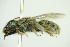  (Halictus concinnus - BC ZSM HYM 21163)  @14 [ ] CreativeCommons - Attribution Non-Commercial Share-Alike (2014) Stefan Schmidt SNSB, Zoologische Staatssammlung Muenchen