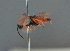  ( - BC ZSM HYM 12656)  @11 [ ] CreativeCommons - Attribution Non-Commercial Share-Alike (2014) Stefan Schmidt SNSB, Zoologische Staatssammlung Muenchen