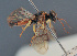  ( - BC ZSM HYM 12664)  @13 [ ] CreativeCommons - Attribution Non-Commercial Share-Alike (2014) Stefan Schmidt SNSB, Zoologische Staatssammlung Muenchen