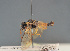  ( - BC ZSM HYM 12665)  @11 [ ] CreativeCommons - Attribution Non-Commercial Share-Alike (2014) Stefan Schmidt SNSB, Zoologische Staatssammlung Muenchen