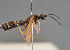  ( - BC ZSM HYM 12708)  @11 [ ] CreativeCommons - Attribution Non-Commercial Share-Alike (2014) Stefan Schmidt SNSB, Zoologische Staatssammlung Muenchen