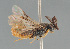  ( - BC ZSM HYM 12710)  @11 [ ] CreativeCommons - Attribution Non-Commercial Share-Alike (2014) Stefan Schmidt SNSB, Zoologische Staatssammlung Muenchen