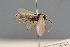  ( - BC ZSM HYM 12717)  @12 [ ] CreativeCommons - Attribution Non-Commercial Share-Alike (2014) Stefan Schmidt SNSB, Zoologische Staatssammlung Muenchen